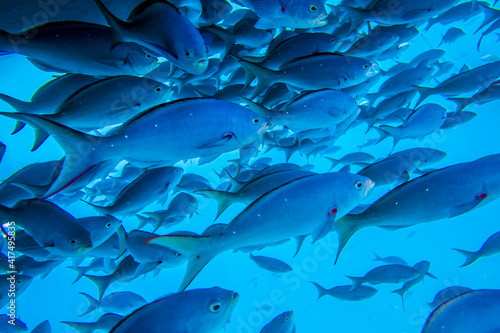 Mexico  Baja California Sur  Isla San Jose. School of fish.
