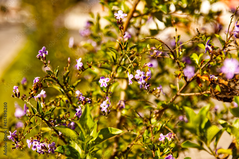 Fototapeta premium flores moradas y blancas ibarra