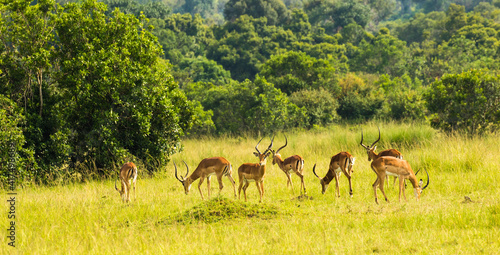 Fototapeta Naklejka Na Ścianę i Meble -  A herd of impala bucks greazing on the tall grass on the Masai Mara savannah, Kenya