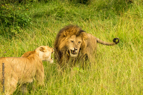 Male and female African lions in the tall savannah grass, Masai Mara, Kenya. Female is snarling at the male.