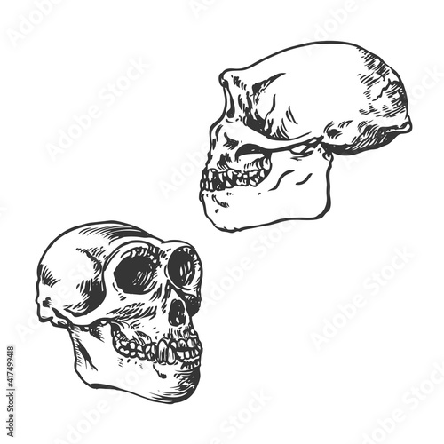 Anatomic Skull Cavemans or Bigfoot Sketch Drawing Vector
