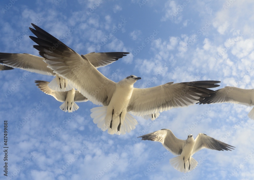 seagull flying in the sky