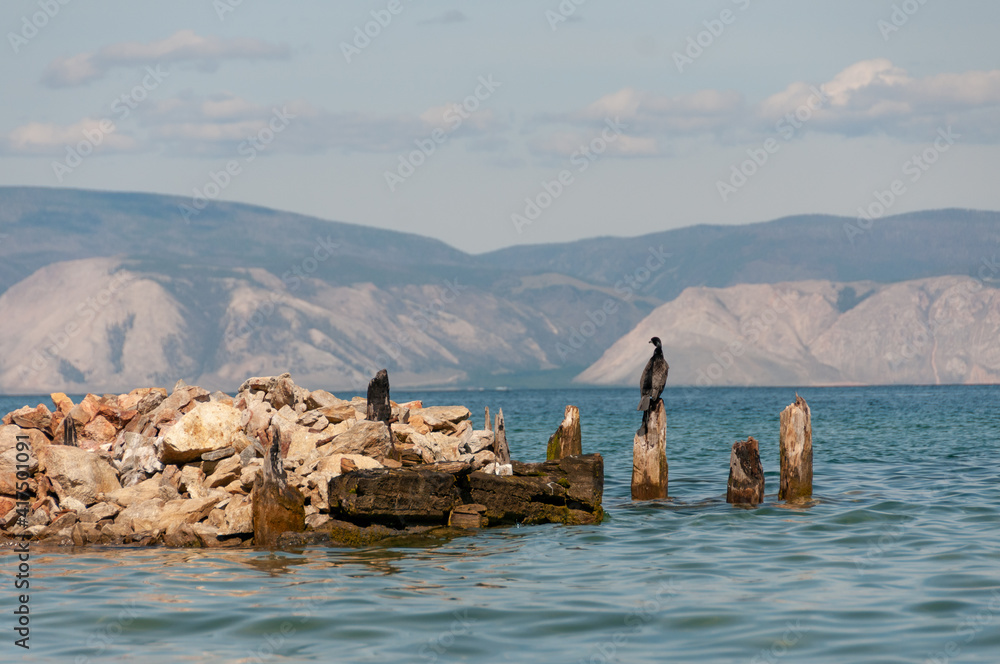 Lake Baikal with a view of the water stones and birds Cormorant