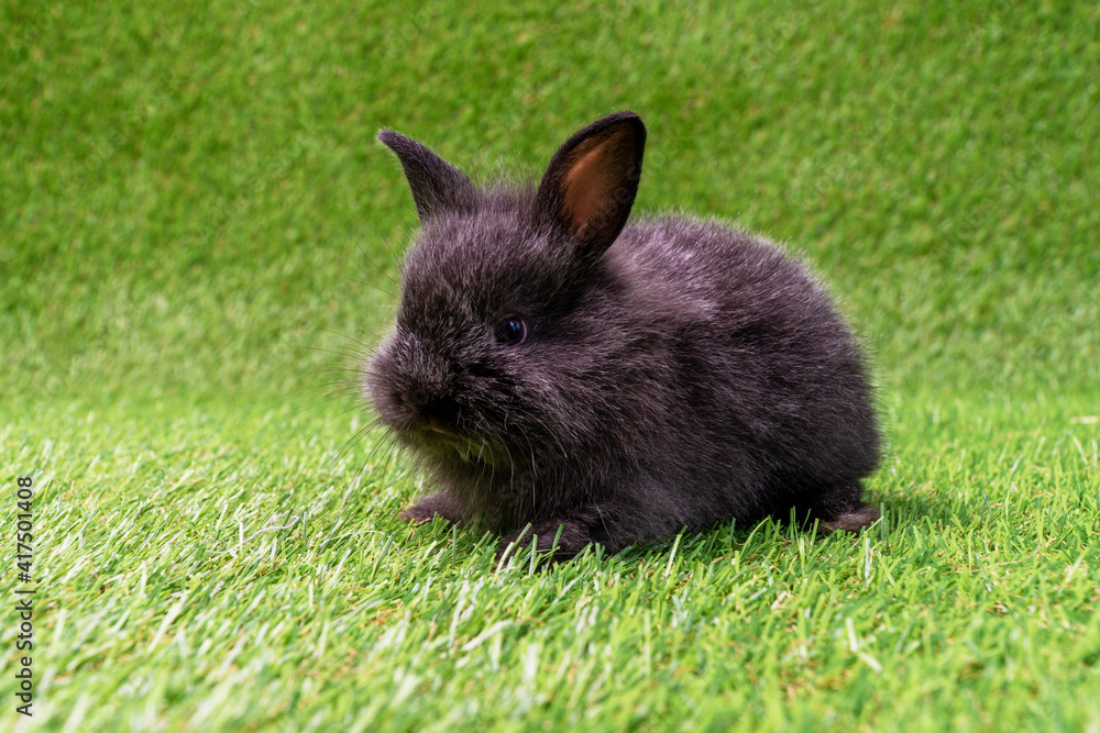 Newborn fluffy bunny cute on the meadow. Easter animal concept. Adorable little furry black rabbit sitting on artificial green grass. Newborn fluffy bunny cute on the meadow. Easter animal concept. Adorable little furry black rabbit sitting on artificial green grass.