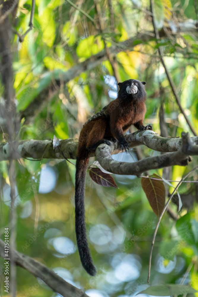 Pacaya Samiria Reserve, Peru. Saddleback tamarin monkey in a tree. Pacaya Samiria Reserve, Peru. Saddleback tamarin monkey in a tree.