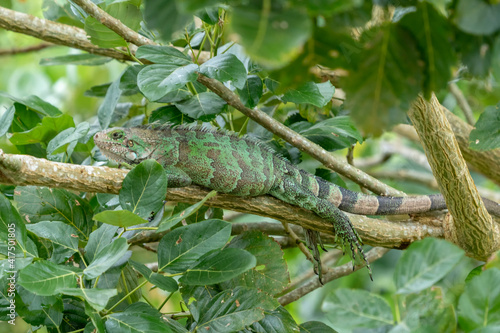 Pacaya Samiria Reserve, Peru. Green iguana resting on a tree limb along the Ucayali River in the Amazon basin.