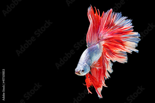 Movement power of betta fighting fish over isolated black background. The moving moment beautiful of white, grey and red siamese betta fish with copy space.
