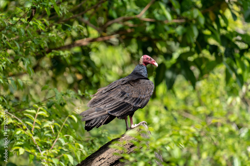 Pacaya Samiria Reserve  Peru. Turkey vulture in a tree.