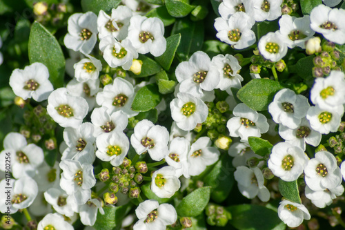 小さくて可憐なスイートアリッサムの白い花 photo
