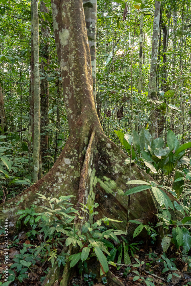 Amazon National Park, Peru. Ficus tree with buttress roots in the rainforest. Amazon National Park, Peru. Ficus tree with buttress roots in the rainforest.