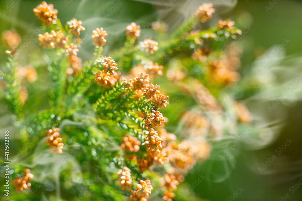 花粉 杉 花粉症stock Photo Adobe Stock 花粉 杉 花粉症stock Photo Adobe Stock