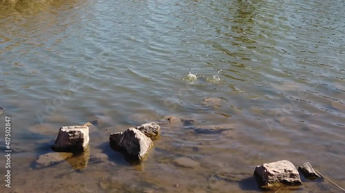 Slow-motion of an American Coot diving under the water to grab some food, Papago Park, Phoneix, Arizona photo