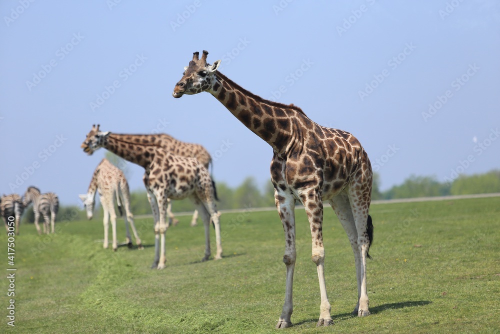 Rothschild giraffes 