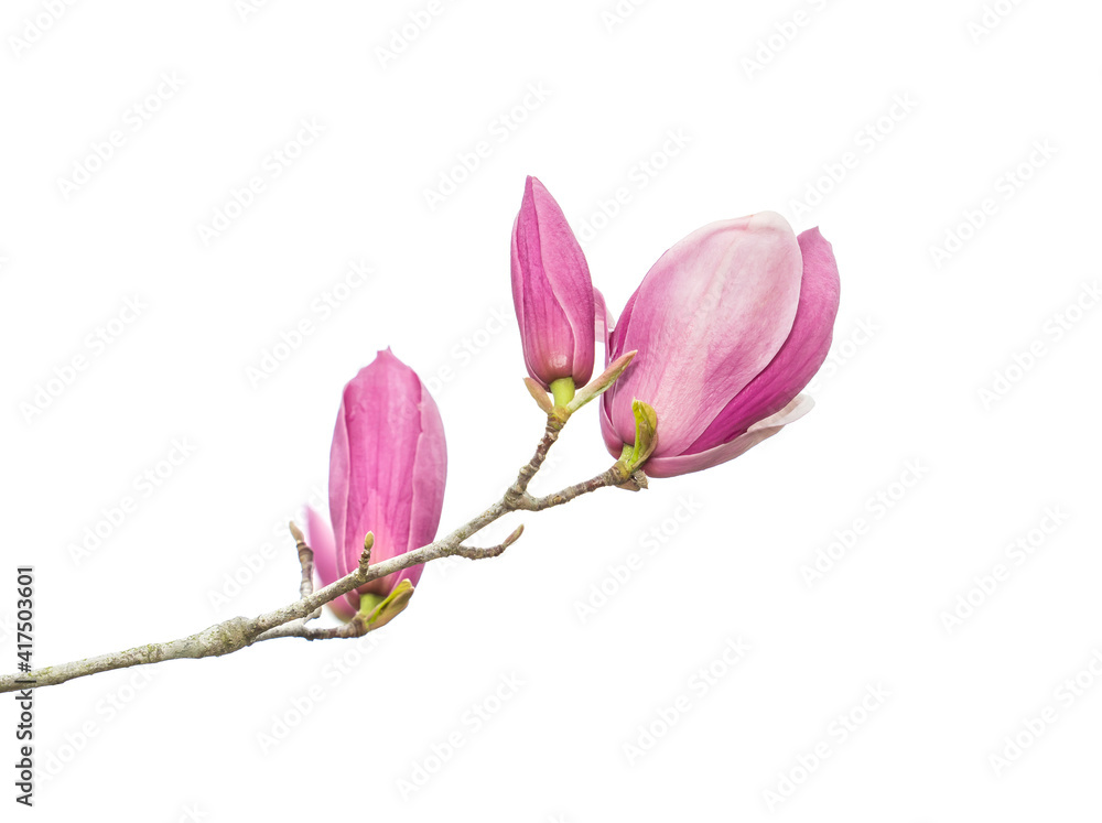 Obraz premium pink flower of magnolia spring branch isolated on white background