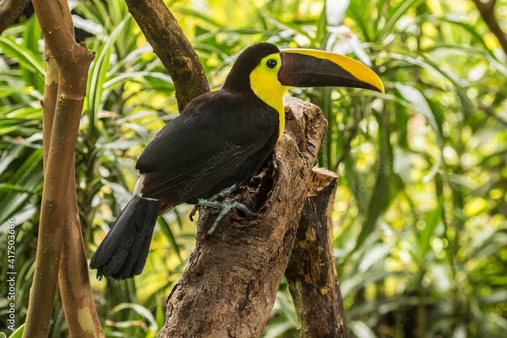 Costa Rica, La Paz River Valley. Captive black-mandibled toucan on tree. Costa Rica, La Paz River Valley. Captive black-mandibled toucan on tree.