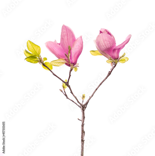 pink flower of magnolia spring branch isolated on white background