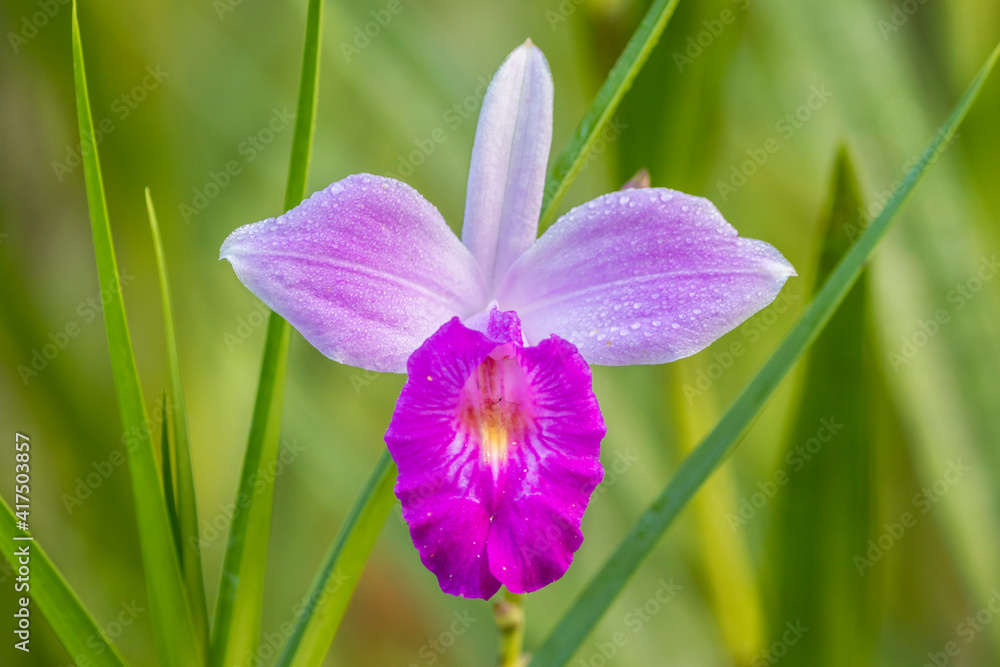 Costa Rica, Sarapique River Valley. Earth orchid blossom close-up. Costa Rica, Sarapique River Valley. Earth orchid blossom close-up.