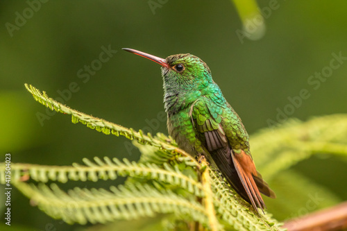 Costa Rica, Sarapique River Valley. Rufous-tailed hummingbird on fern.