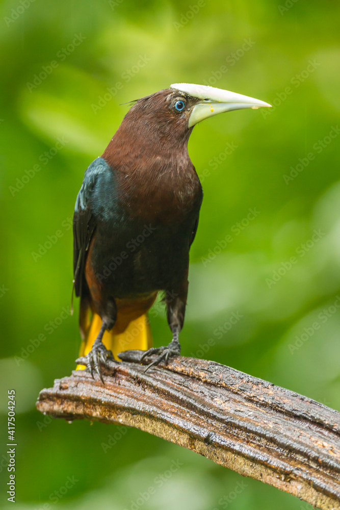 Costa Rica, Sarapique River Valley. Chestnut-headed oropendola bird on  stump. Stock Photo | Adobe Stock