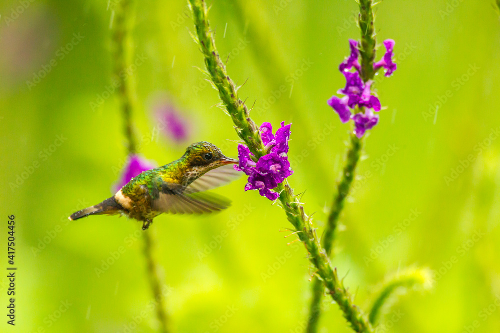 Fototapeta premium Costa Rica, Arenal. Green thorntail feeding on vervain flower.