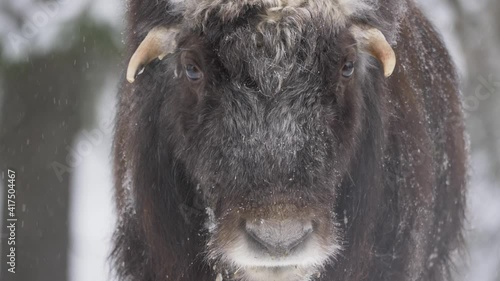 Cute Yearling Muskox calf in cold forest under gentle winter snowfall - Portrait Close-up slow-motion shot photo