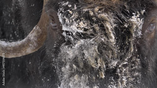 Gentle eyed Musk Ox with frozen muzzle enduring the winter snowfall - Detail close up shot portrait photo