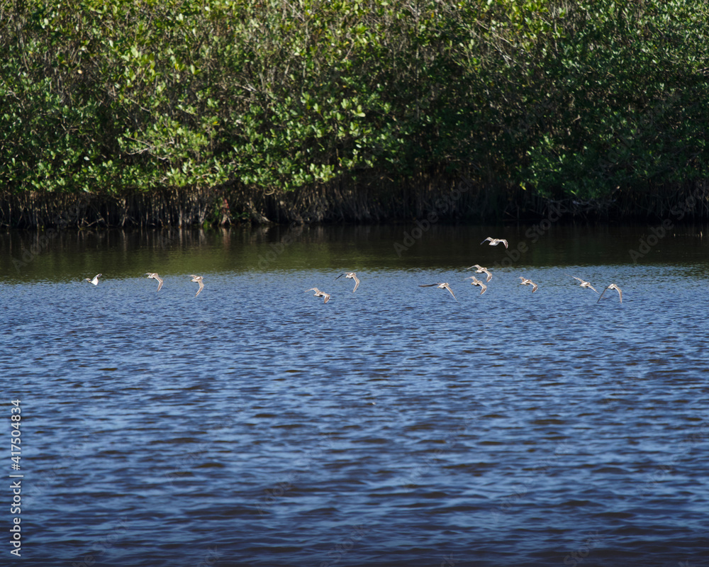 birds in flight with mangrove trees in the background in florida marsh wetland on a sunny day birds in flight with mangrove trees in the background in florida marsh wetland on a sunny day