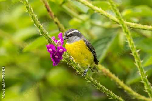 Costa Rica, Arenal. Bananaquit feeding on vervain. photo