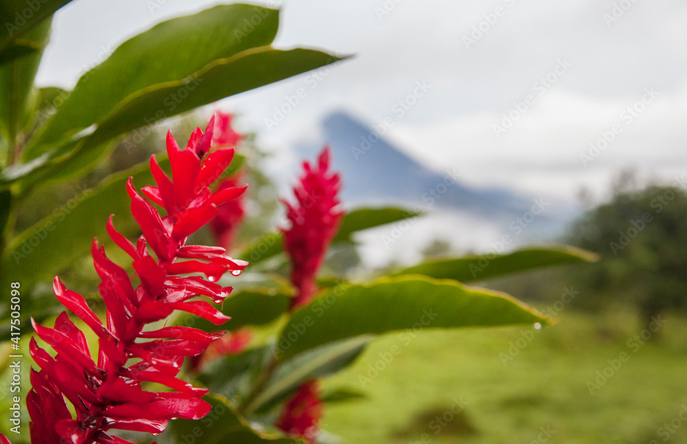 Red tropical bromeliad flower in Arenal, Costa Rica.