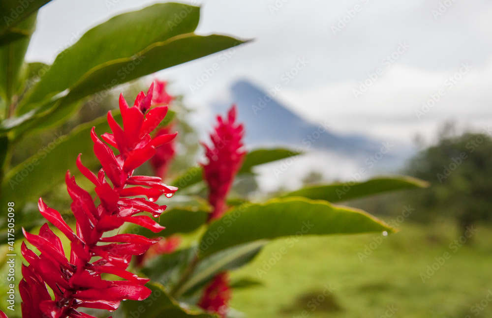 Red tropical bromeliad flower in Arenal, Costa Rica. Red tropical bromeliad flower in Arenal, Costa Rica.