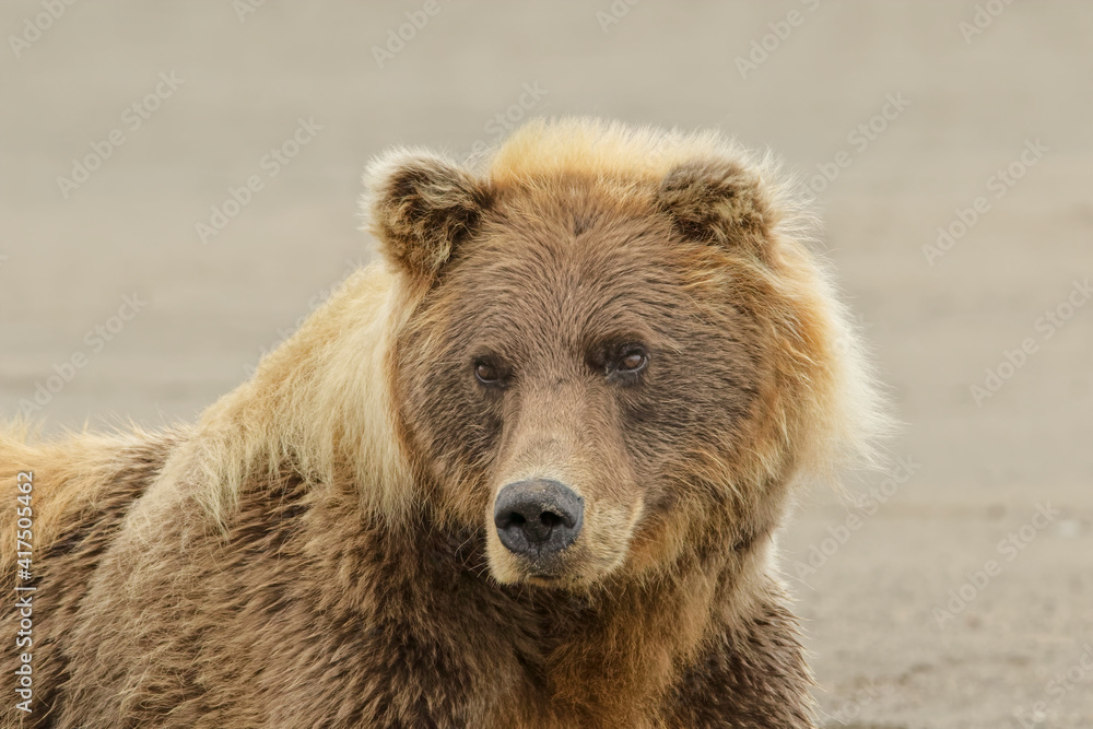 Brown bear resting on the beach, Silver Salmon Creek, Lake Clark National Park, Alaska. Brown bear resting on the beach, Silver Salmon Creek, Lake Clark National Park, Alaska.