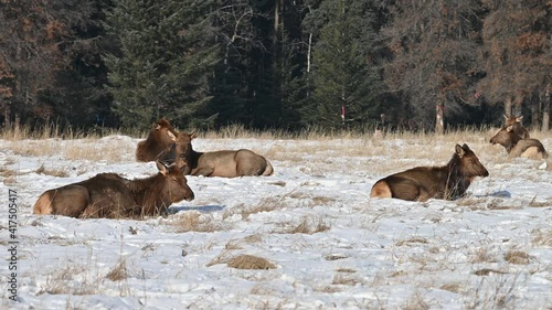Large herd of wild elk, also known as wapiti (Cervus canadensis)  resting in the snow under the mountains in Banff National Park, Alberta, Canada
