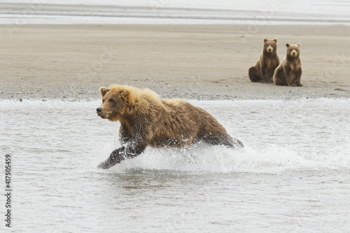 Female Brown bear fishing and cubs, Silver Salmon Creek, Lake Clark National Park, Alaska.
