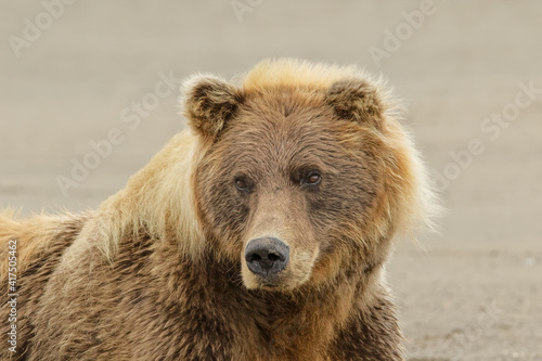 Brown bear resting on the beach, Silver Salmon Creek, Lake Clark National Park, Alaska.