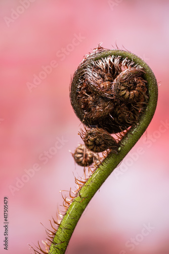The tightly coiled frond of a black tree fern or mamaku (cyathea medullaris), New Zealand. photo