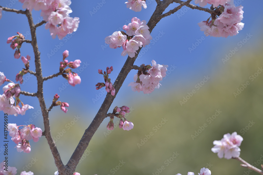 Beautiful Japanese pink cherry blossoms Beautiful Japanese pink cherry blossoms