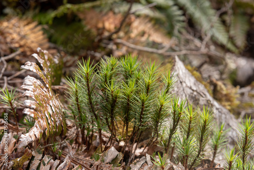 Spring growth of giant moss (dawsonia superba) on the forest floor in New Zealand. photo