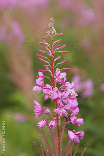 Fireweed, Lake Clark National Park, Alaska. © Danita Delimont