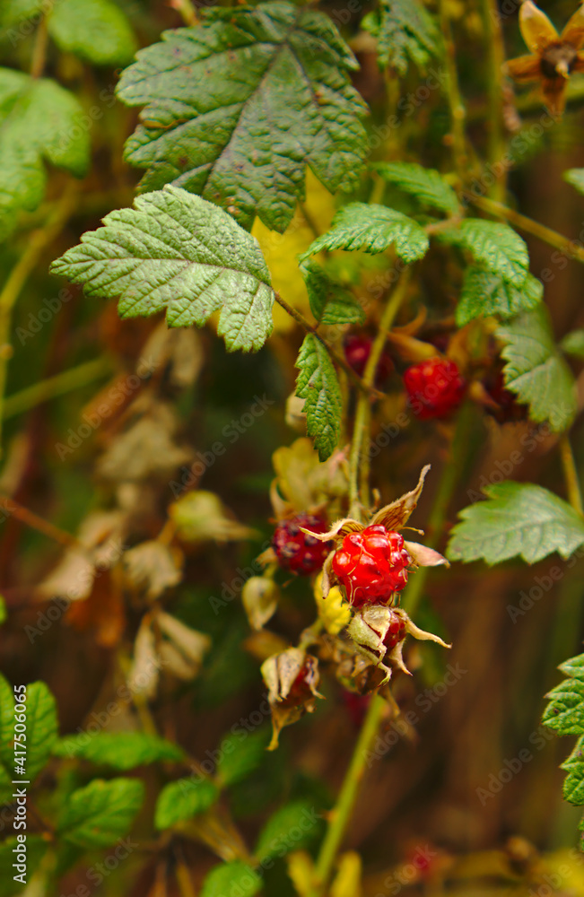 Wild red berries Wild red berries