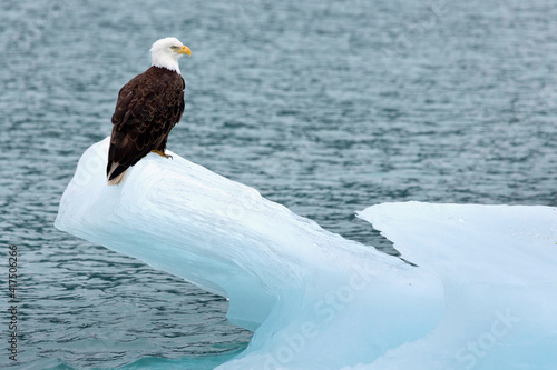 USA  Alaska  Glacier Bay National Park. Bald eagle on iceberg.