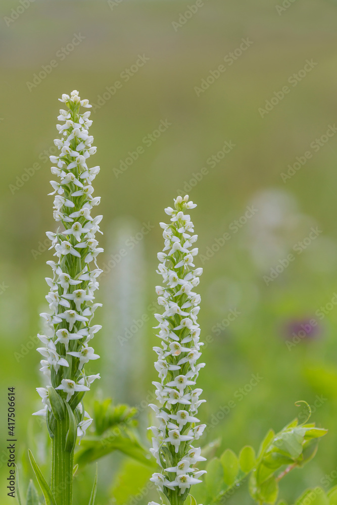 Alaska, Glacier Bay National Park. Close-up of white bog orchid. Alaska, Glacier Bay National Park. Close-up of white bog orchid.