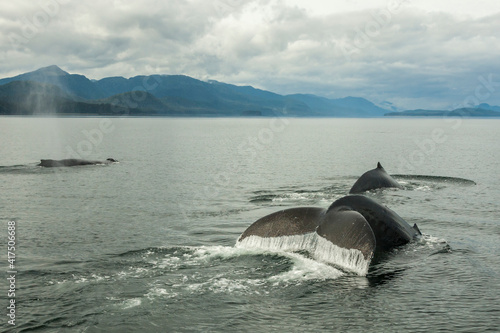 USA, Alaska, Tongass National Forest. Humpback whales surfacing & diving.