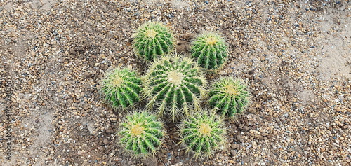 Golden barrel cactus features a large round shape with a small ball surrounding the other six trees. It looks like a barrel with golden spikes around the tree. Scientific name is ECHINOCACTUS GRUSONI
 photo