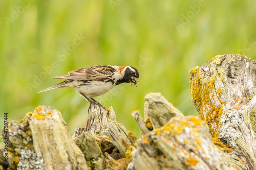 USA, Alaska, Nome. Lapland longspur bird with food. photo