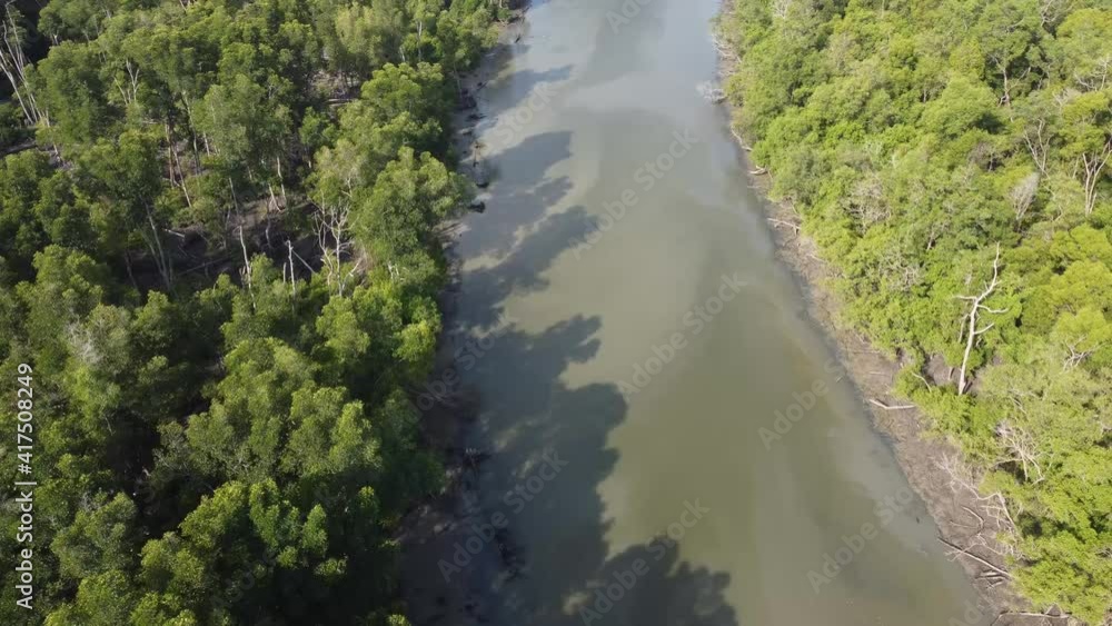 Drone view move in mangrove forest in sunny day Drone view move in mangrove forest in sunny day