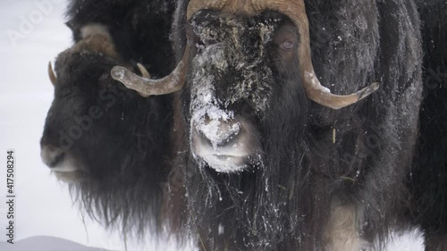 Gentle giant Musk Ox with a snow-spattered snout among the herd - Portrait Medium close up shot photo