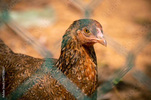 Jungle fowl hen looking at the camera through the net, free-range farm animals concept close up photograph.