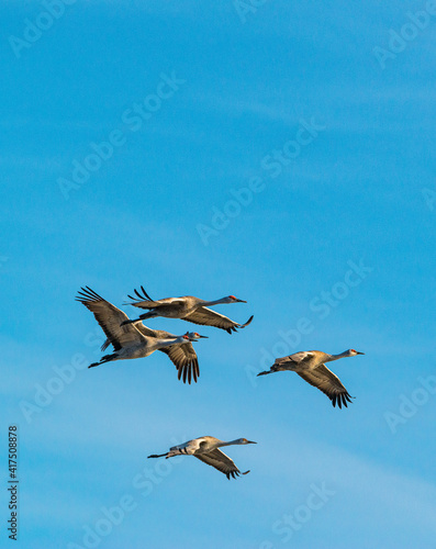 Sandhill cranes flying in formation, near Kearney, Nebraska, Platte River Flyway