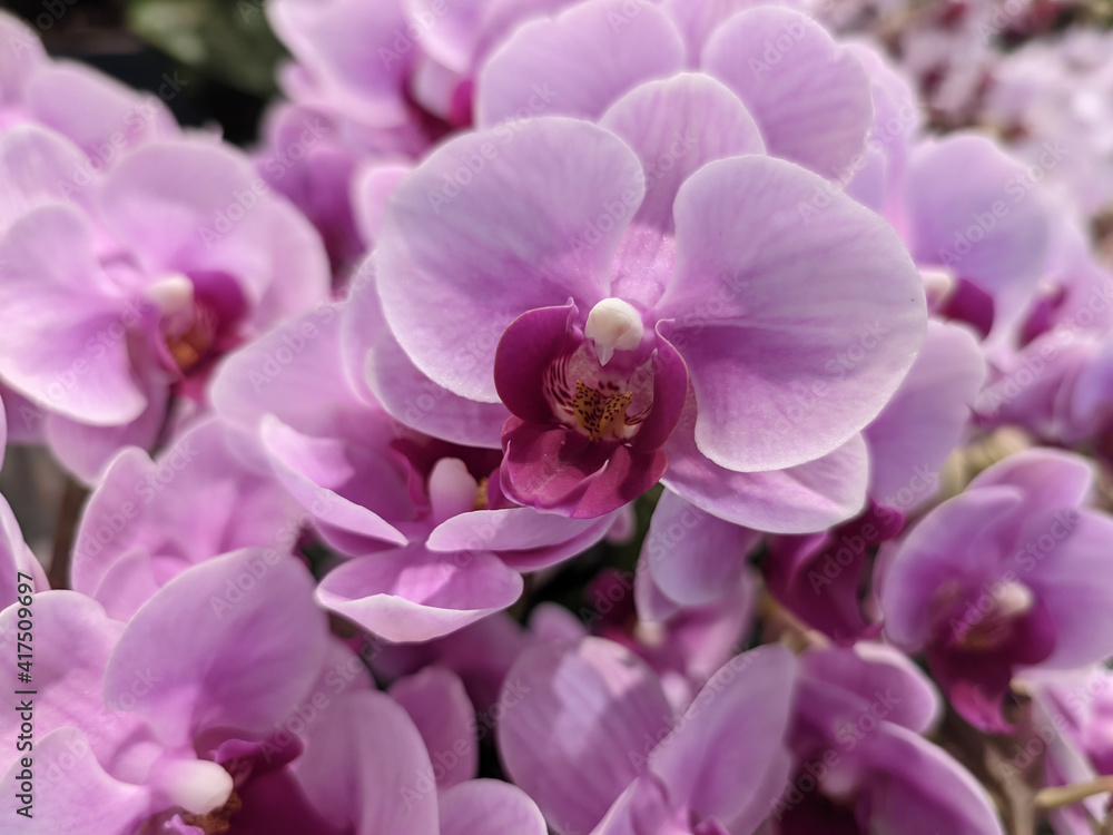 purple phalaenopsis with purple stamens blossoms in the garden in spring purple phalaenopsis with purple stamens blossoms in the garden in spring