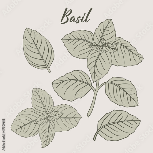 Basil hand-drawn illustration herbs drawing
